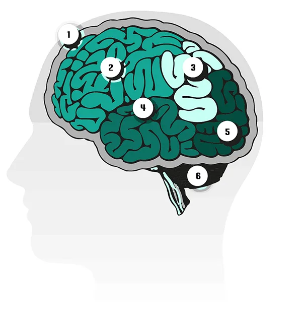 Diagram of the human brain with six numbered regions: cerebrum, frontal lobe, parietal lobe, temporal lobe, occipital lobe and cerebellum.