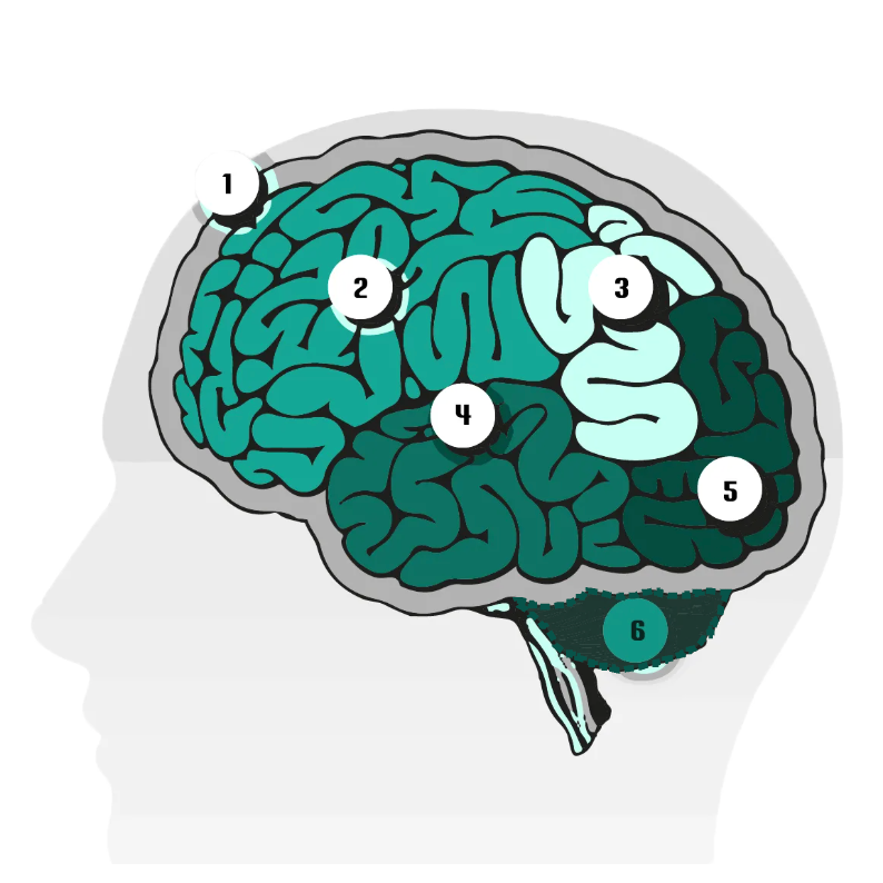 Illustration of the human brain inside a head, with six numbered regions marked